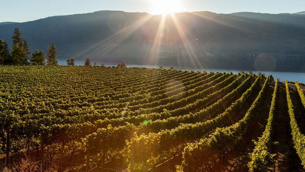 Scenic Sip: Ultimate Guide to Lake Country Wineries from Your Kelowna Hotel