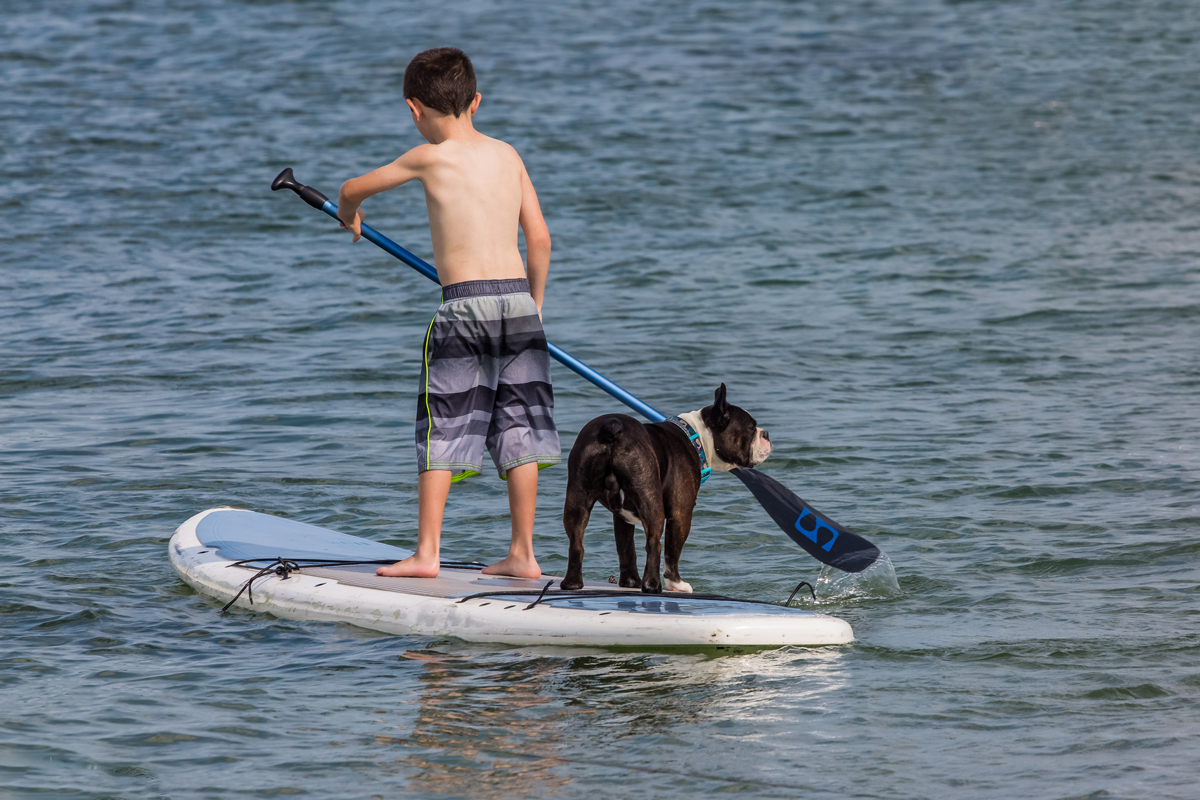 All your family members can enjoy a day out at the beach near pet friendly hotels in Kelowna.